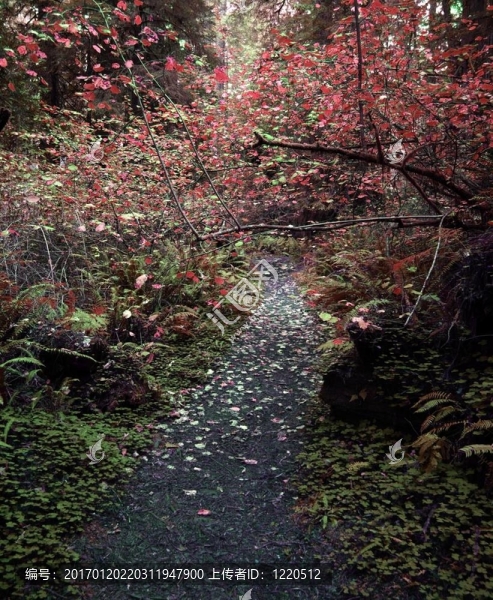 通過豐富多彩的森林植物1174b路徑-匯圖網(wǎng) www.fosd68.com 通過豐富多彩的森林植物1174b路徑