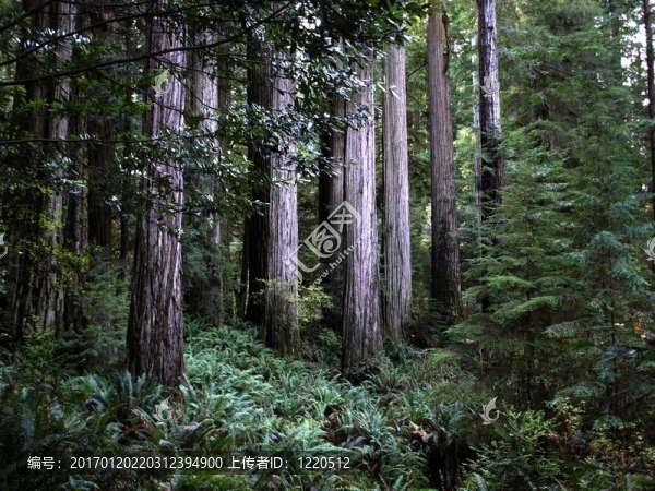 紅木樹(shù)-匯圖網(wǎng) www.fosd68.com 紅木樹(shù)