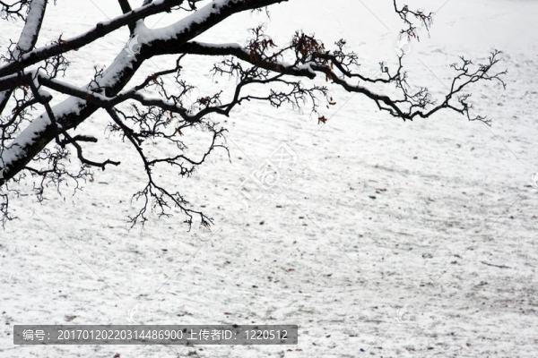 雪覆蓋的樹枝