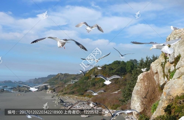 飛翔的海鷗