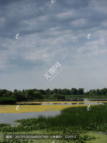 在Sulina,Chanel河三角洲