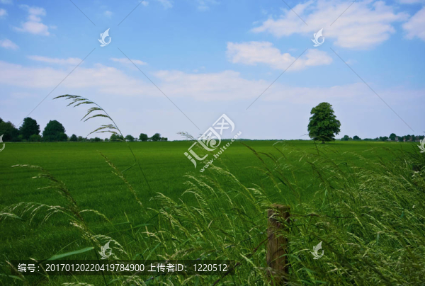 樹綠pature-匯圖網(wǎng) www.fosd68.com 樹綠pature