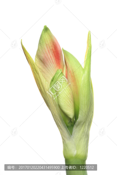 amarylis花芽