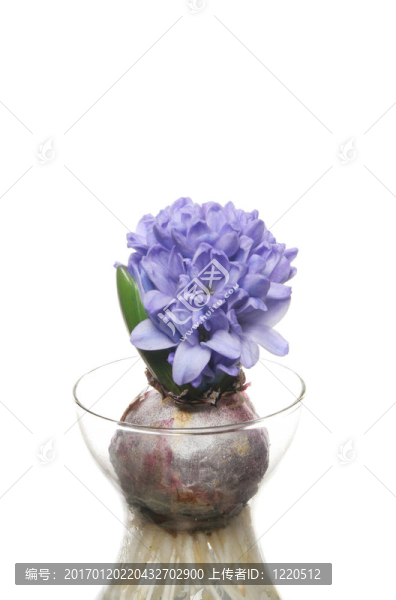 藍(lán)風(fēng)信子-匯圖網(wǎng) www.fosd68.com 藍(lán)風(fēng)信子