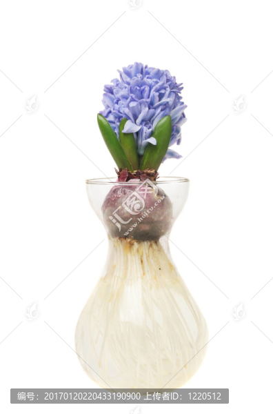 藍(lán)風(fēng)信子