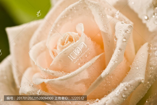玫瑰花茶