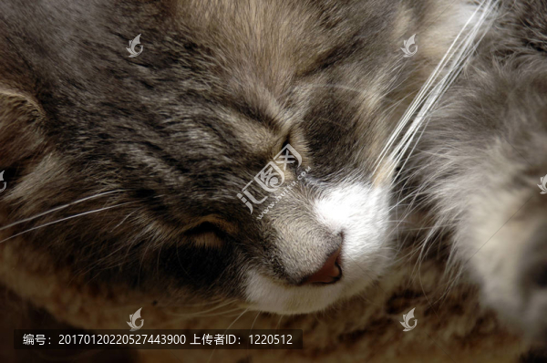 snoozin凱蒂