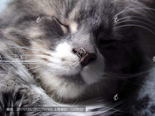 snoozin貓2