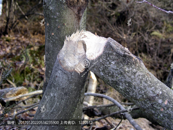 河貍的作品-,2-匯圖網(wǎng) www.fosd68.com 河貍的作品-,2