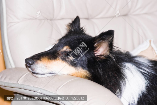 喜樂蒂牧羊犬