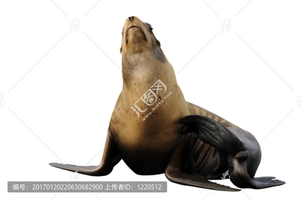 海獅有刮擦白色隔離