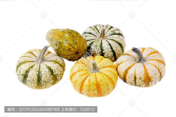 西葫蘆雌花或葫蘆品種
