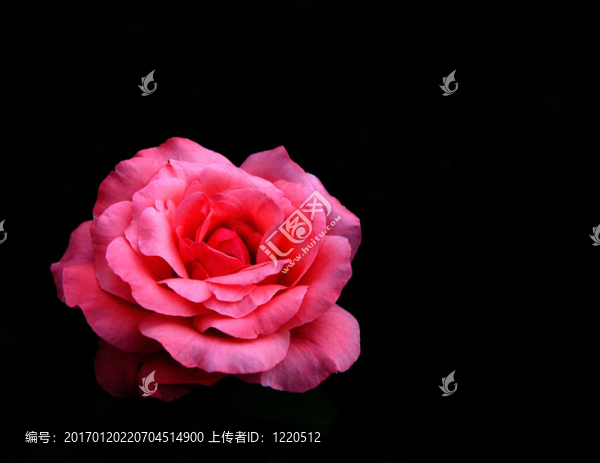 粉紅色的玫瑰