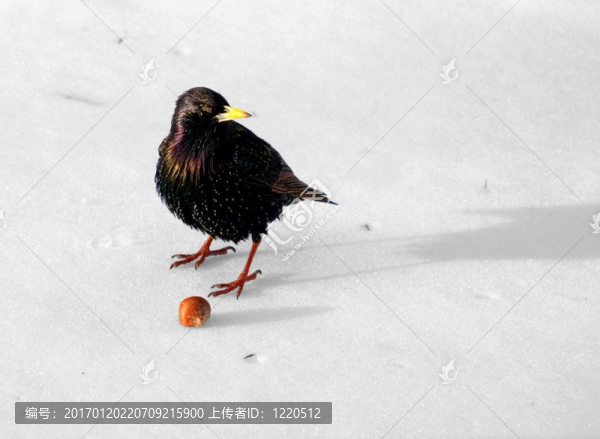 對榛女雪八哥