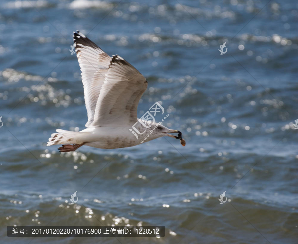 海鷗飛過(guò)海洋-匯圖網(wǎng) www.fosd68.com 海鷗飛過(guò)海洋