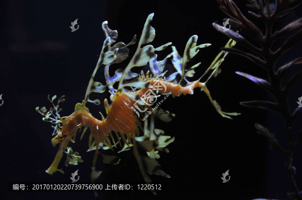 海龍