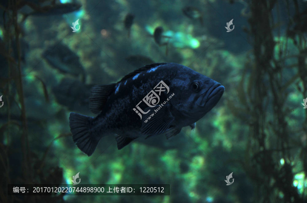 石斑魚(yú)