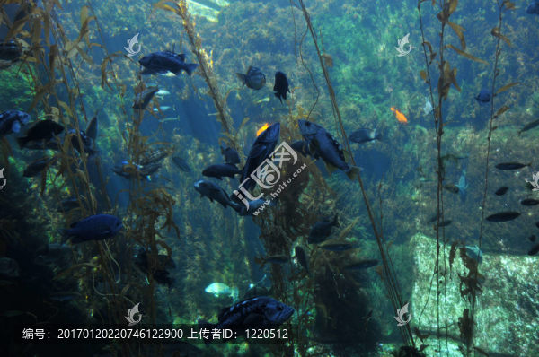 海底-匯圖網(wǎng) www.fosd68.com 海底