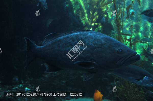 石斑魚
