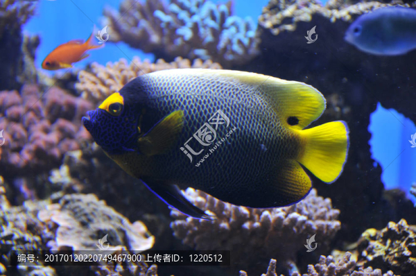 黃色面具的神仙魚
