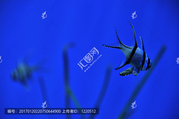 邦蓋紅色魚(yú)-匯圖網(wǎng) www.fosd68.com 邦蓋紅色魚(yú)