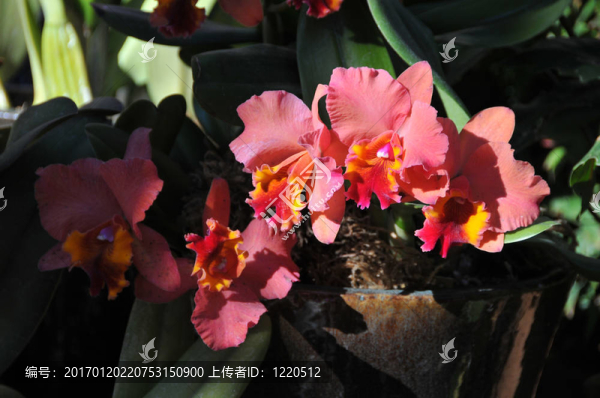 紅色的蘭花