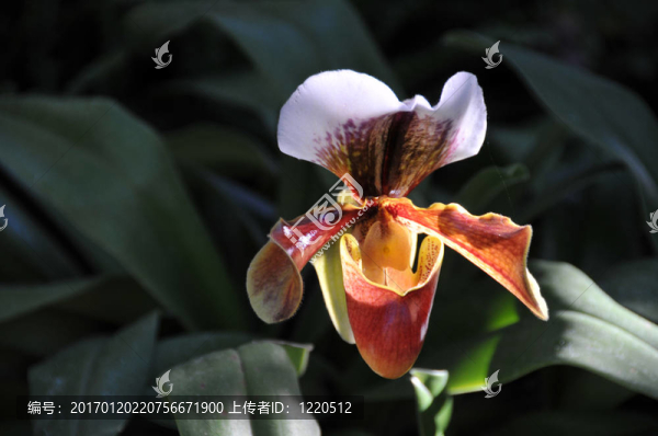 蘭花