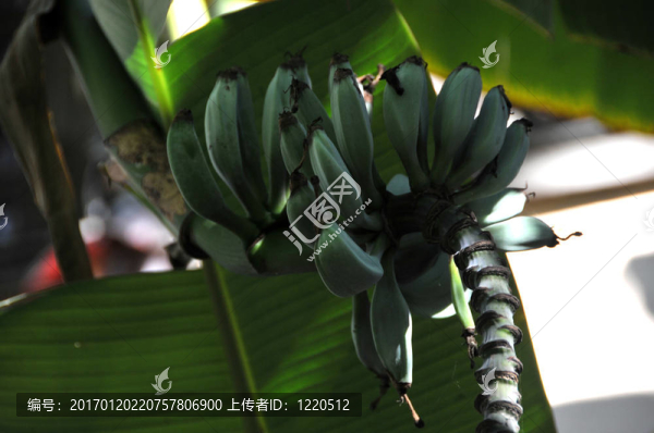 香蕉樹(shù)