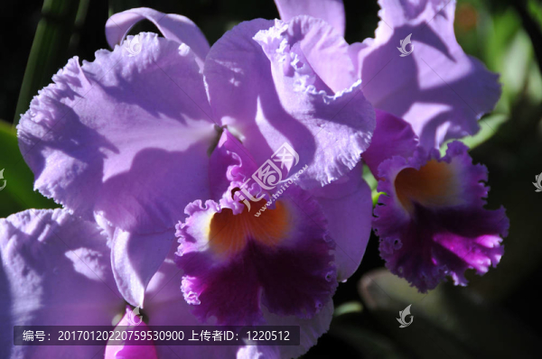 紫蘭花