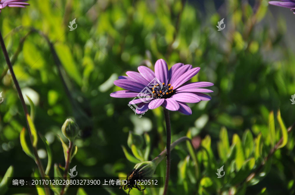 紫色的雛菊