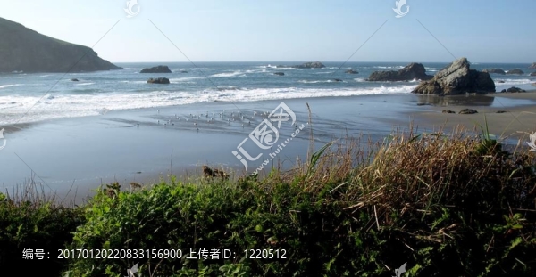 沙灘上的海鷗群