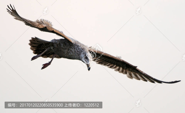 飛翔的海鷗