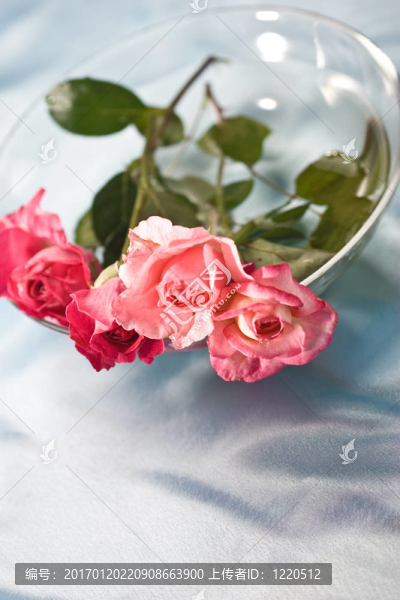 脆弱的玫瑰-匯圖網(wǎng) www.fosd68.com 脆弱的玫瑰