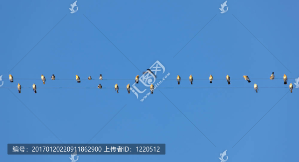 小鳥在電線-匯圖網(wǎng) www.fosd68.com 小鳥在電線