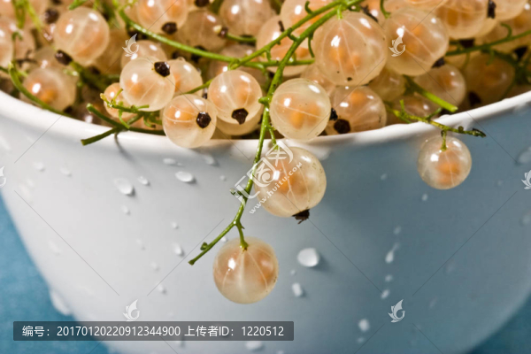 醋栗