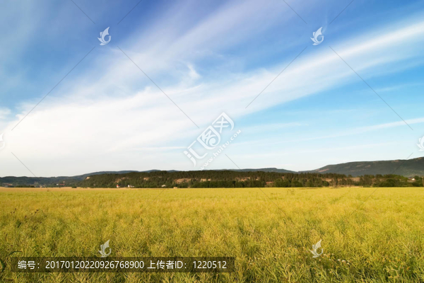 油菜田