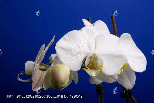 月蘭