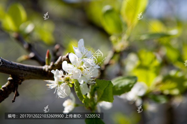 李樹開花