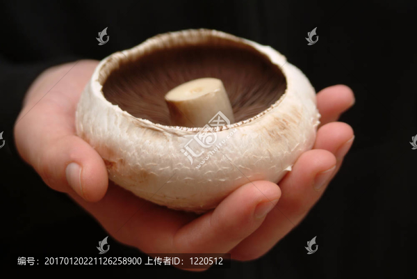 抱著一個(gè)大蘑菇和一個(gè)黑色的背景