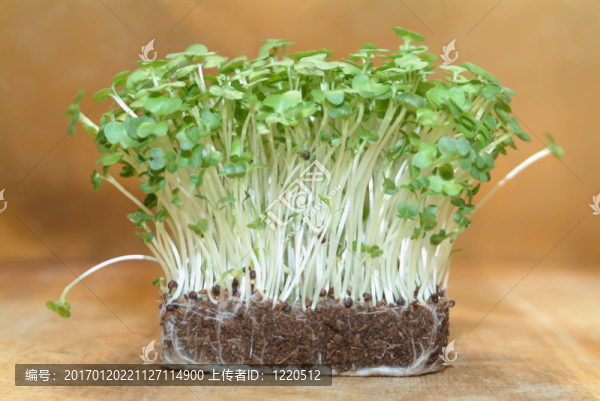 新鮮水芹總是有用的廚房里