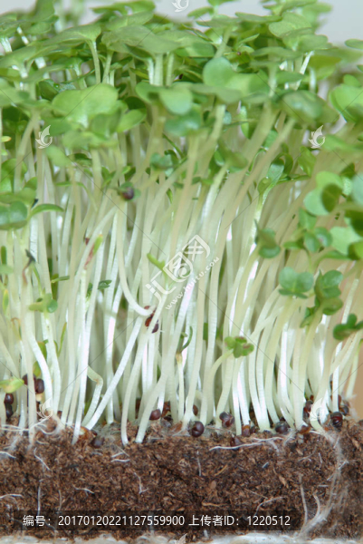 新鮮水芹總是有用的廚房里-匯圖網(wǎng) www.fosd68.com 新鮮水芹總是有用的廚房里