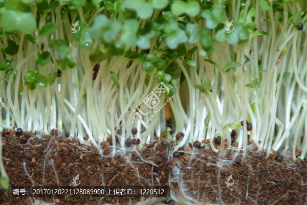 新鮮水芹總是有用的廚房里