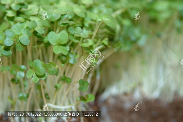 新鮮水芹總是有用的廚房里