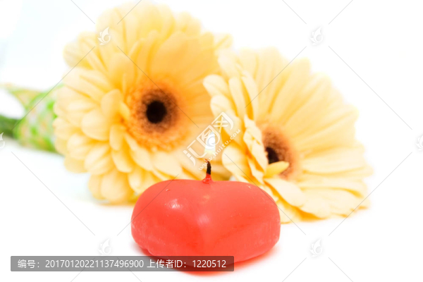 黃色的非洲菊離體