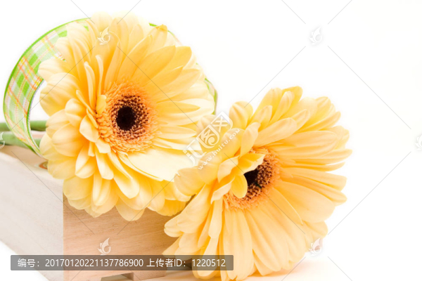 黃色的非洲菊離體