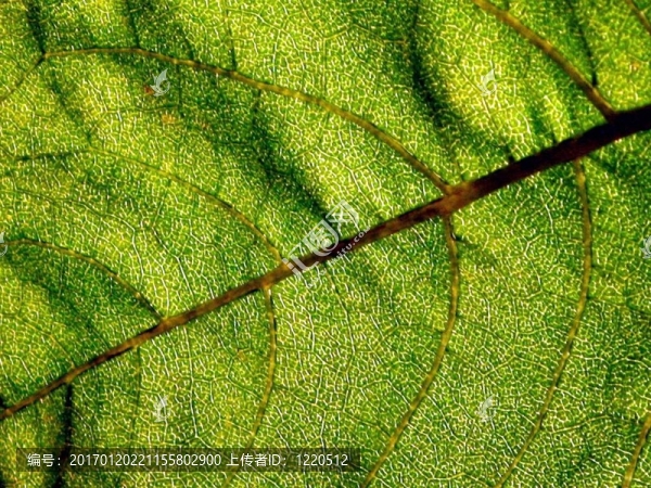 向日葵的葉子-細(xì)節(jié)