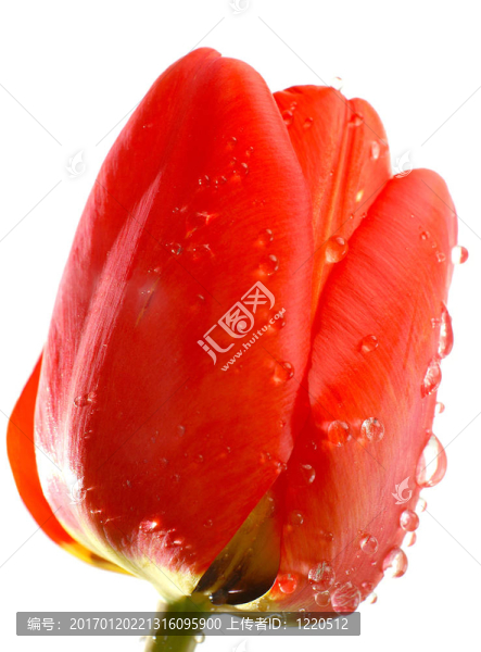 大紅色的郁金香-匯圖網(wǎng) www.fosd68.com 大紅色的郁金香