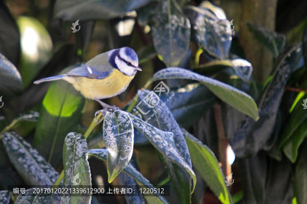 藍(lán)山雀（Cyanistes,caeruleus）