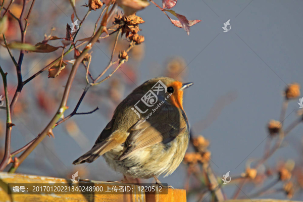 歐洲知更鳥（Erithacus,rubecula）