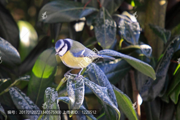 藍(lán)山雀（Cyanistes,caeruleus）